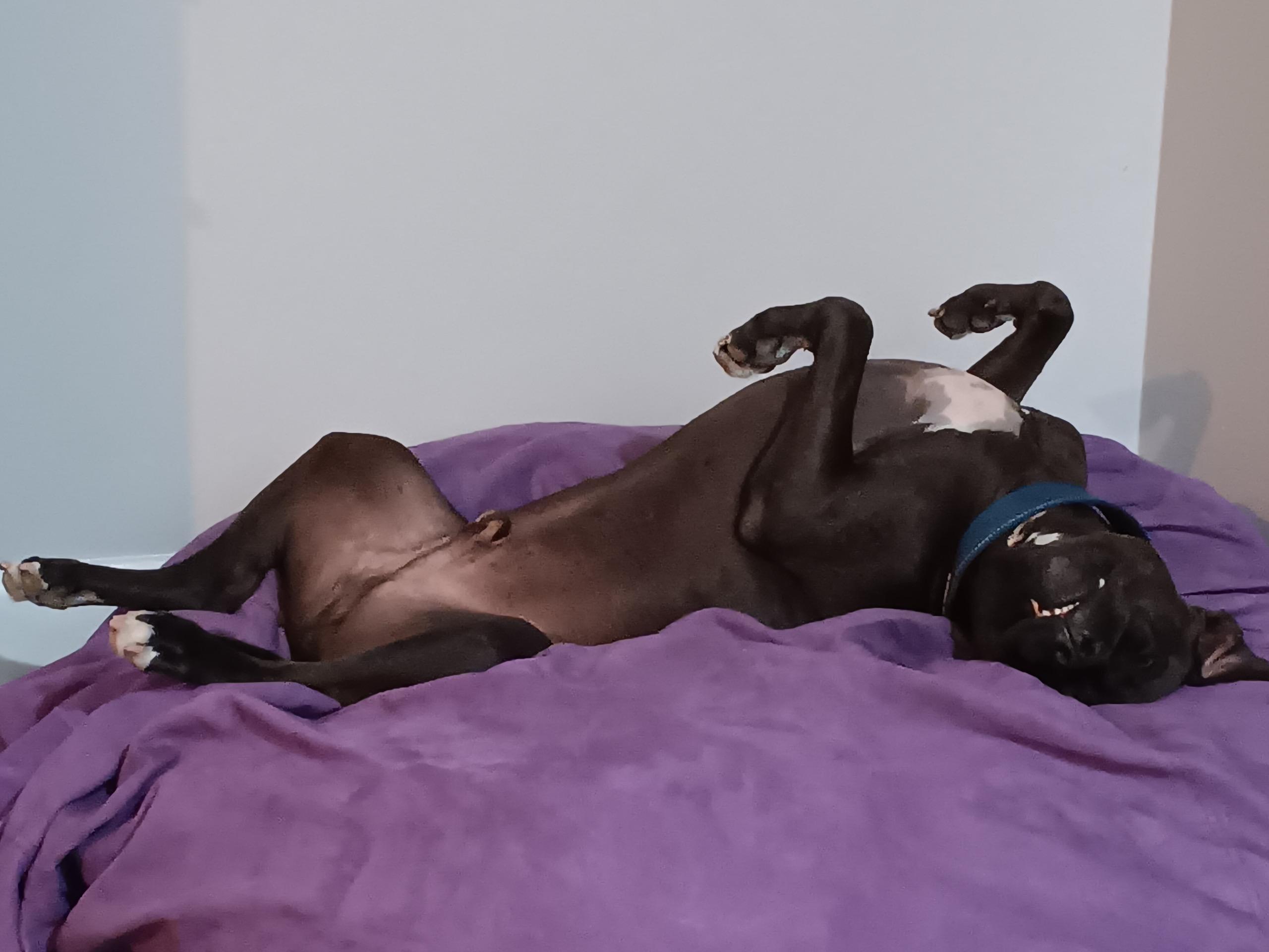 Enlarge Milo, a Adoptable Pit Bull Terrier in New Orleans, LA image 1/5