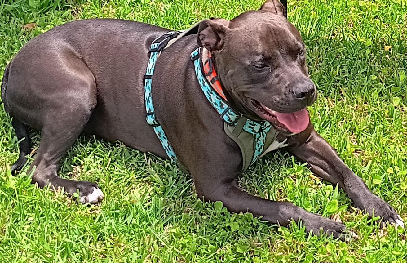 Enlarge Milo, a Adoptable Pit Bull Terrier in New Orleans, LA image 3/5