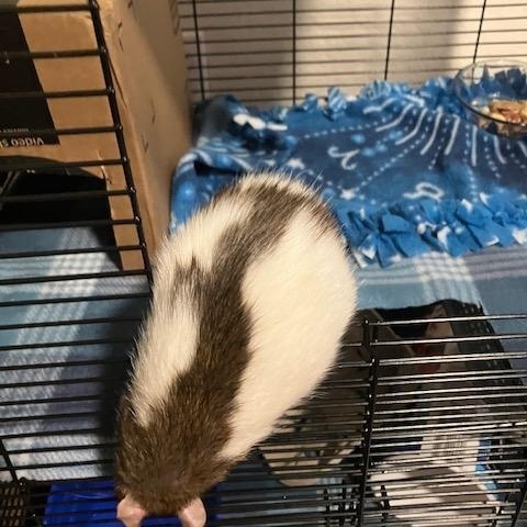 Enlarge Dream, a Adoptable Rat in Scottsdale, AZ image 2/4