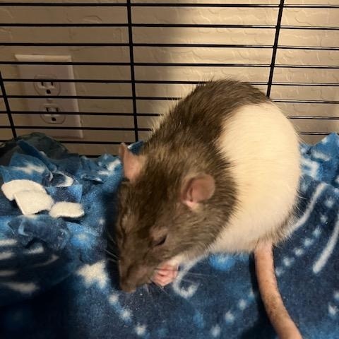 Enlarge Dream, a Adoptable Rat in Scottsdale, AZ image 3/4