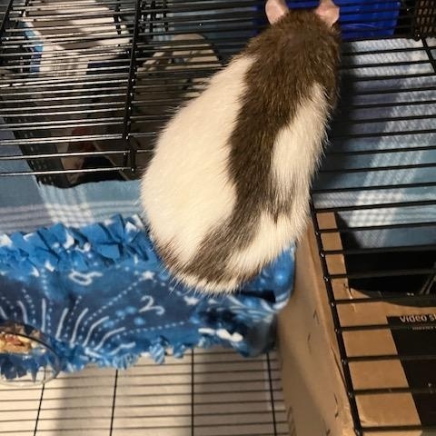 Enlarge Dream, a Adoptable Rat in Scottsdale, AZ image 4/4