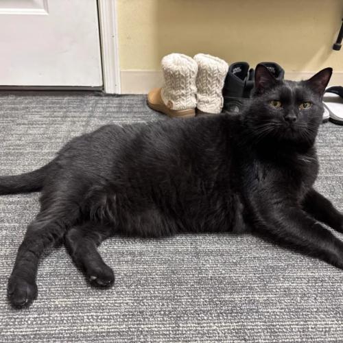 Rocky, Adoptable, Adult Male Domestic Short Hair.
