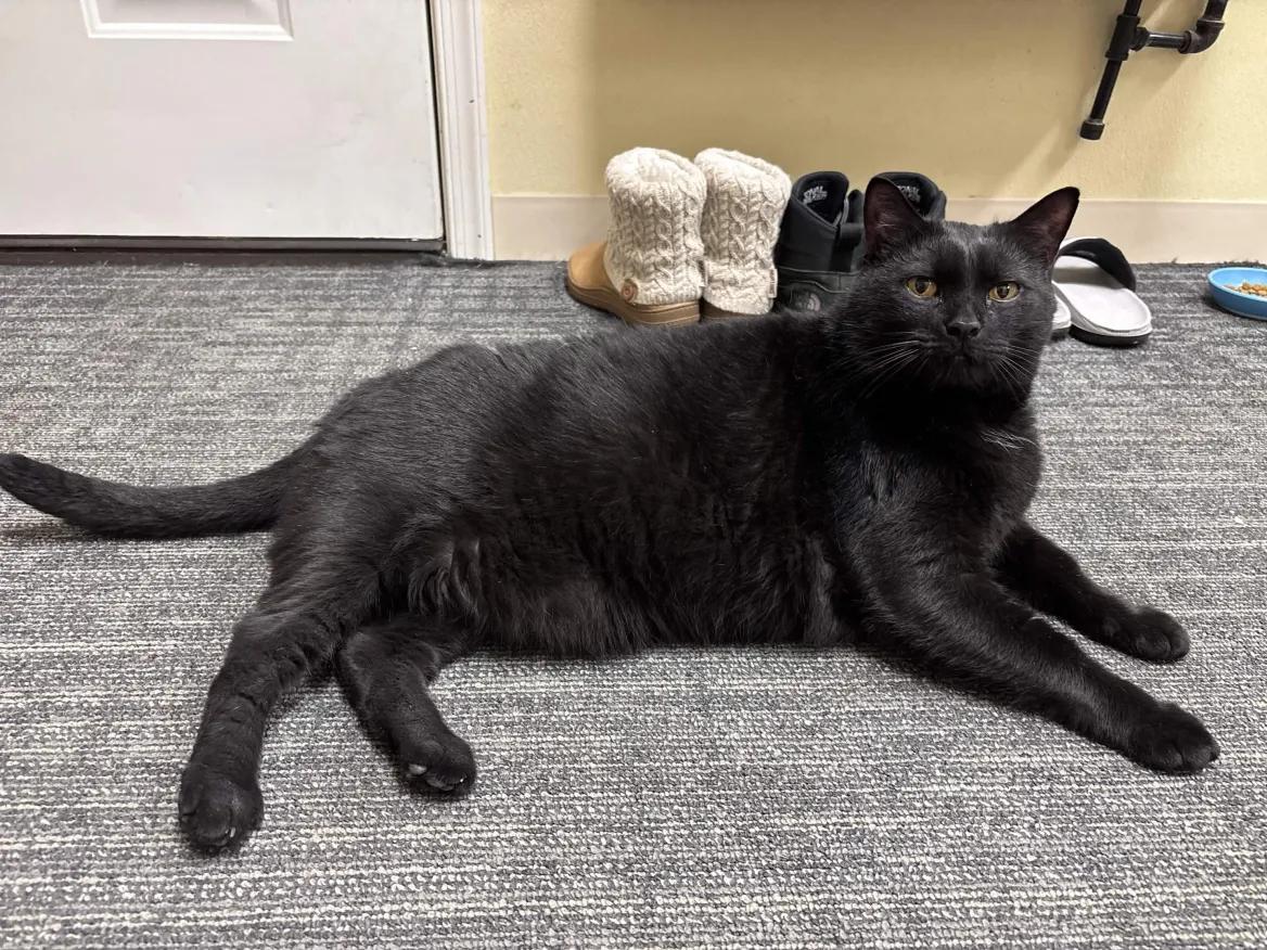 Rocky, Adoptable, Adult Male Domestic Short Hair.