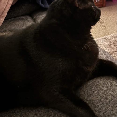 Enlarge Rocky, a Adoptable Domestic Short Hair in Seven Valleys, PA image 2/2