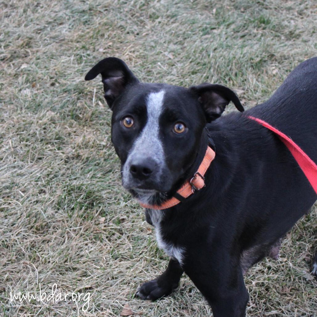 Carol, Adoptable, Adult Female Australian Cattle Dog / Blue Heeler & Mixed Breed.