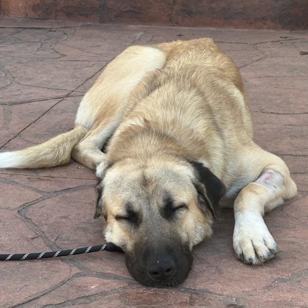 Enlarge O'Malley , a ADOPTABLE Anatolian Shepherd in Joliet, IL image 2/4