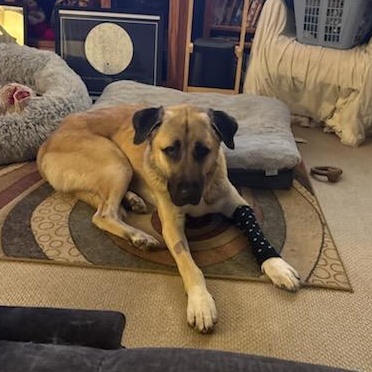 Enlarge O'Malley , a ADOPTABLE Anatolian Shepherd in Joliet, IL image 3/4