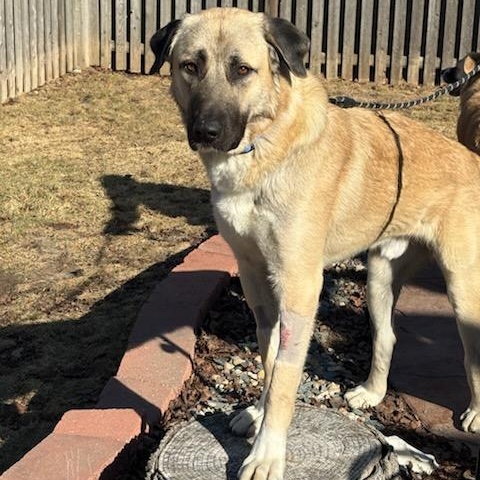 Enlarge O'Malley , a ADOPTABLE Anatolian Shepherd in Joliet, IL image 1/4
