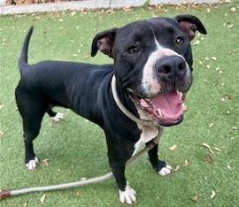 Enlarge Asha, a Adoptable mixed breed in Osteen, FL image 1/3