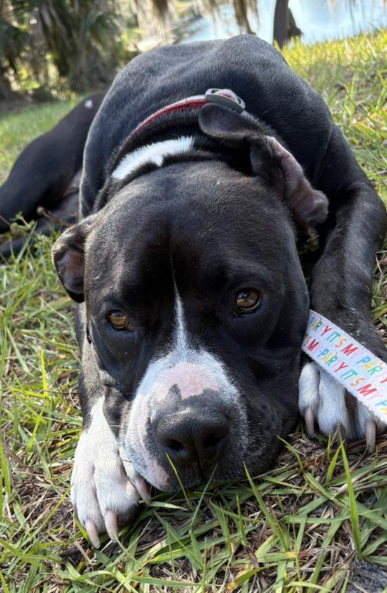 Asha, Adoptable, Adult Female Boxer & Pit Bull Terrier.