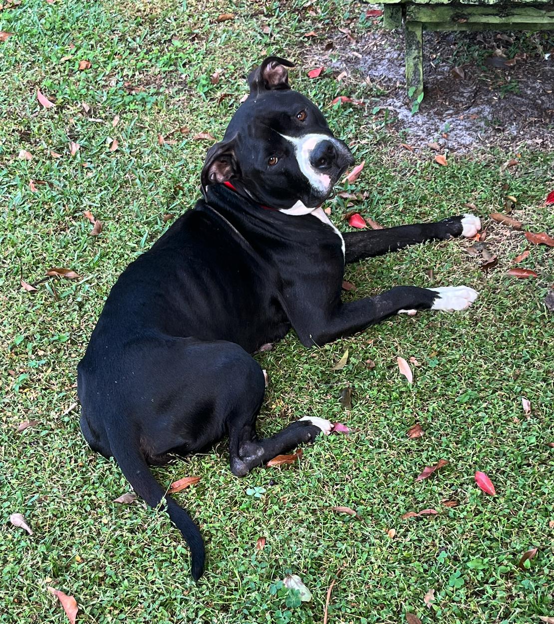 Enlarge Asha, a Adoptable mixed breed in Osteen, FL image 3/3