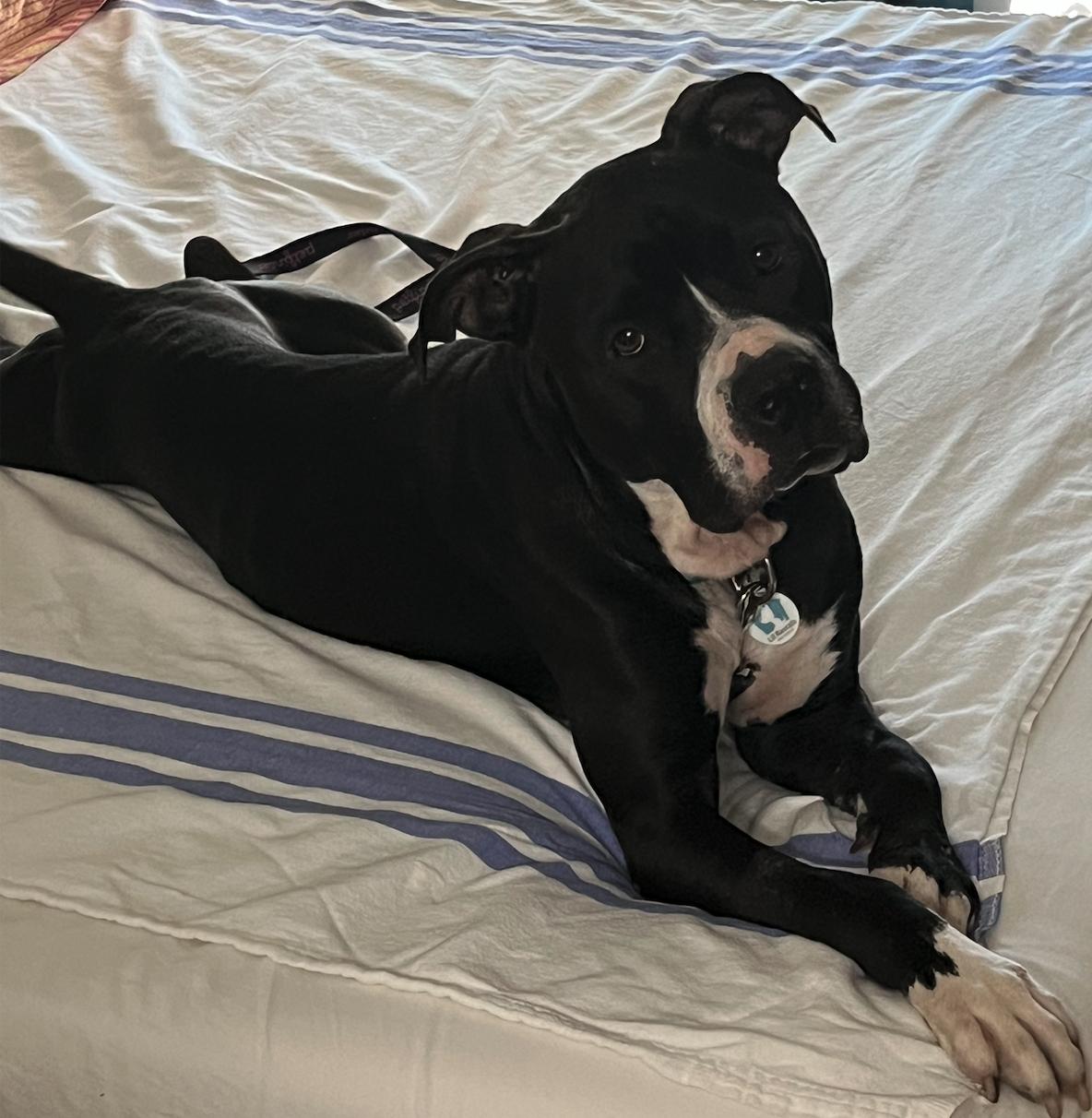 Enlarge Asha, a Adoptable mixed breed in Osteen, FL image 3/3