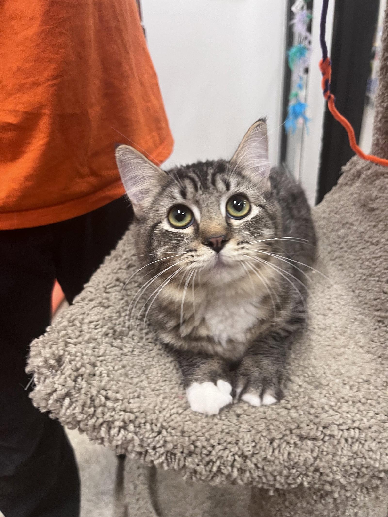 Poppy, Adoptable, Young Female Domestic Medium Hair.