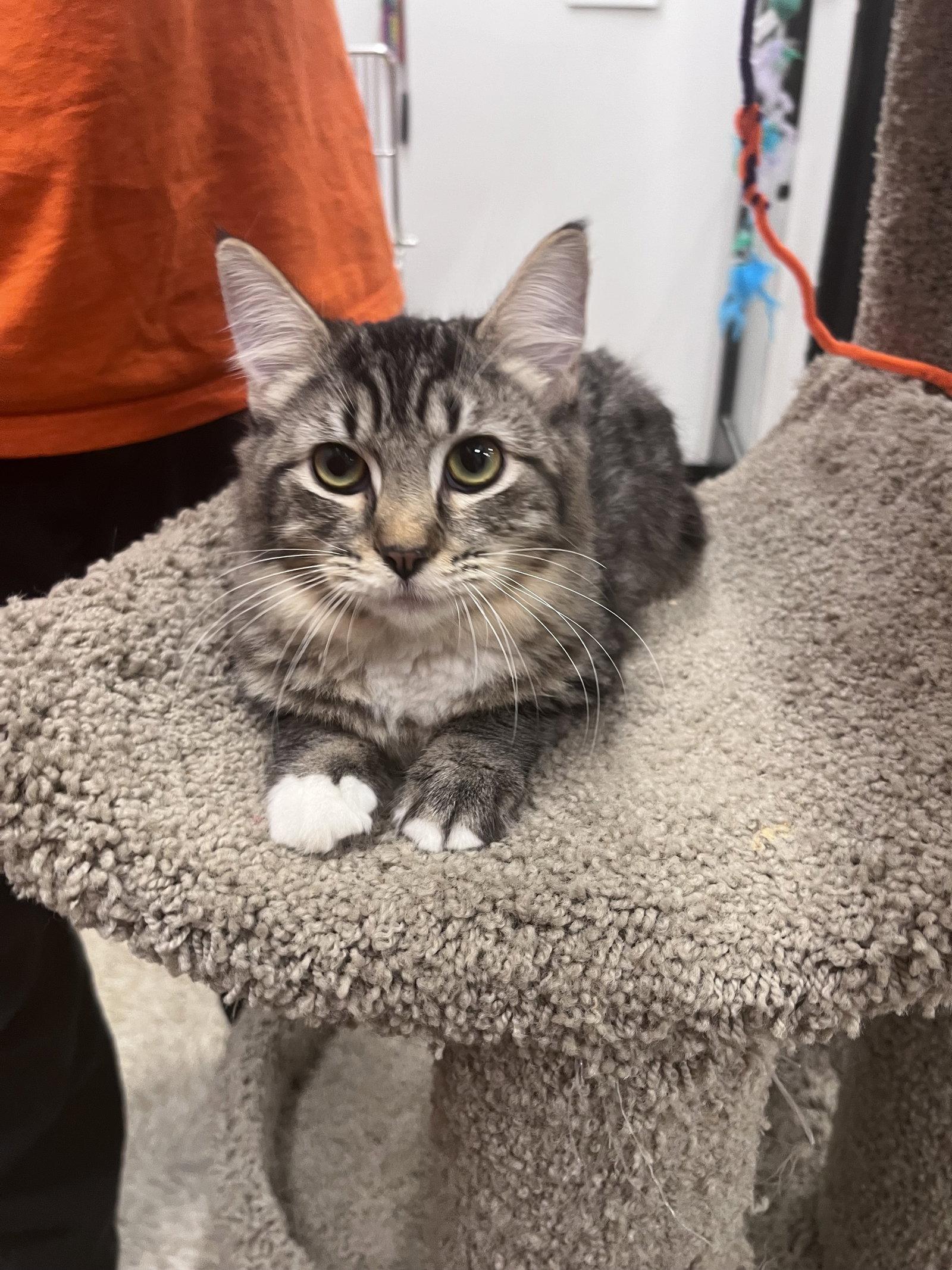 Enlarge Poppy, a Adoptable Domestic Medium Hair in Scottsdale, AZ image 2/2