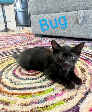 Bug