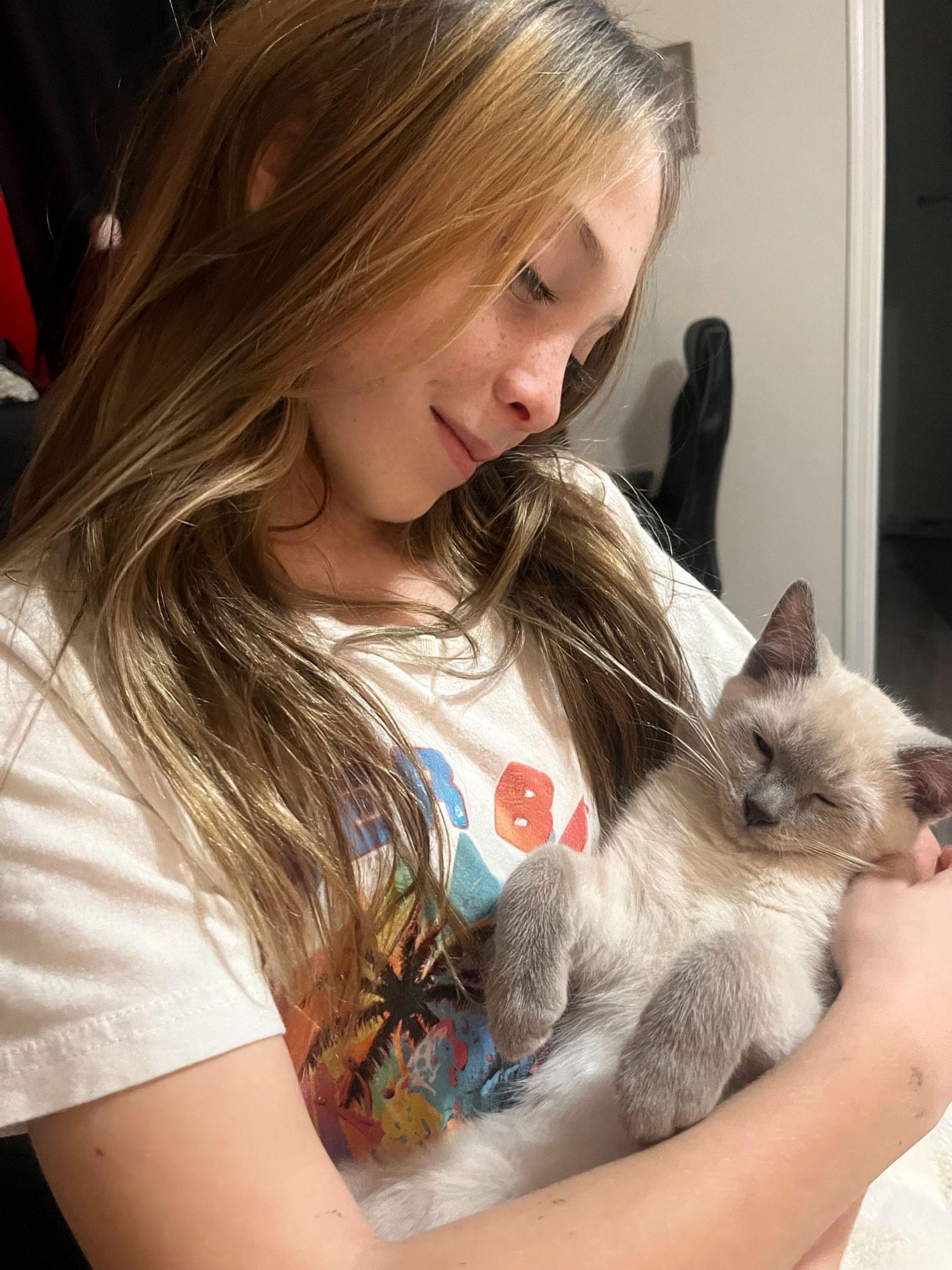 Enlarge Ollie ( CW), a Adoptable Siamese in Vacaville, CA image 2/3