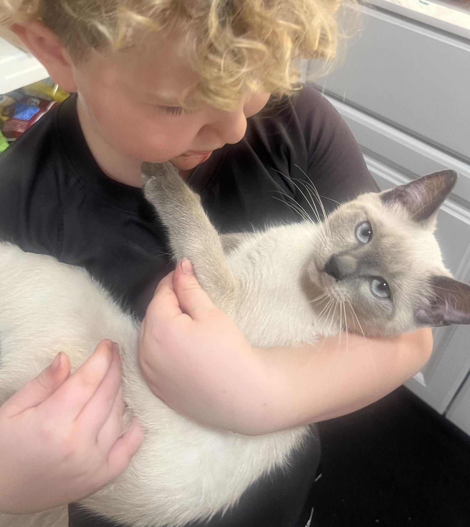 Enlarge Ollie ( CW), a Adoptable Siamese in Vacaville, CA image 3/3