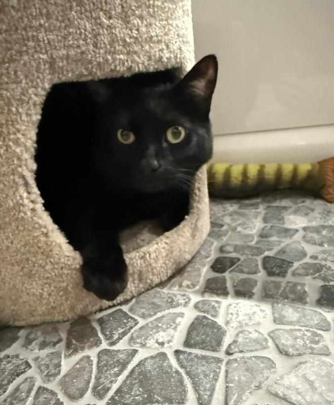 Enlarge Smoov, a Adoptable Domestic Short Hair in Sunnyvale, CA image 1/6