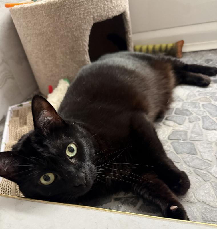 Enlarge Smoov, a Adoptable Domestic Short Hair in Sunnyvale, CA image 2/6