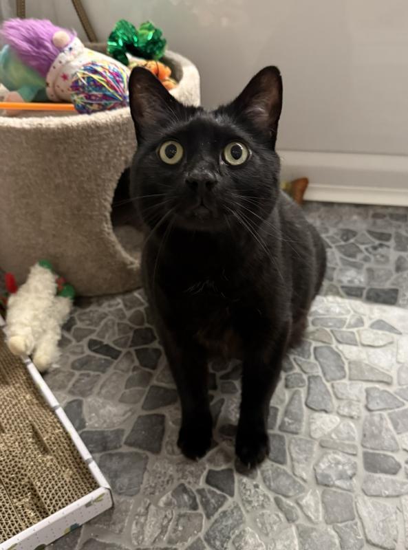 Enlarge Smoov, a Adoptable Domestic Short Hair in Sunnyvale, CA image 3/6