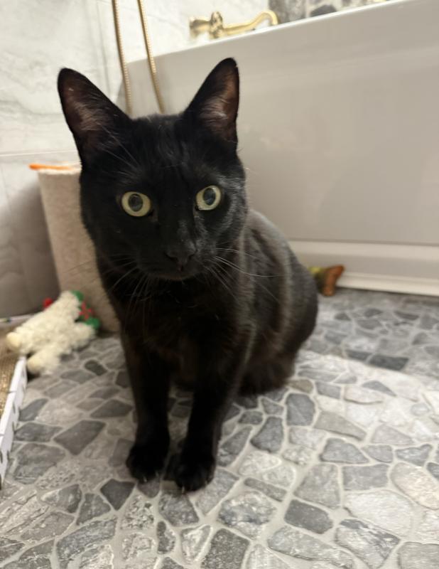Enlarge Smoov, a Adoptable Domestic Short Hair in Sunnyvale, CA image 4/6