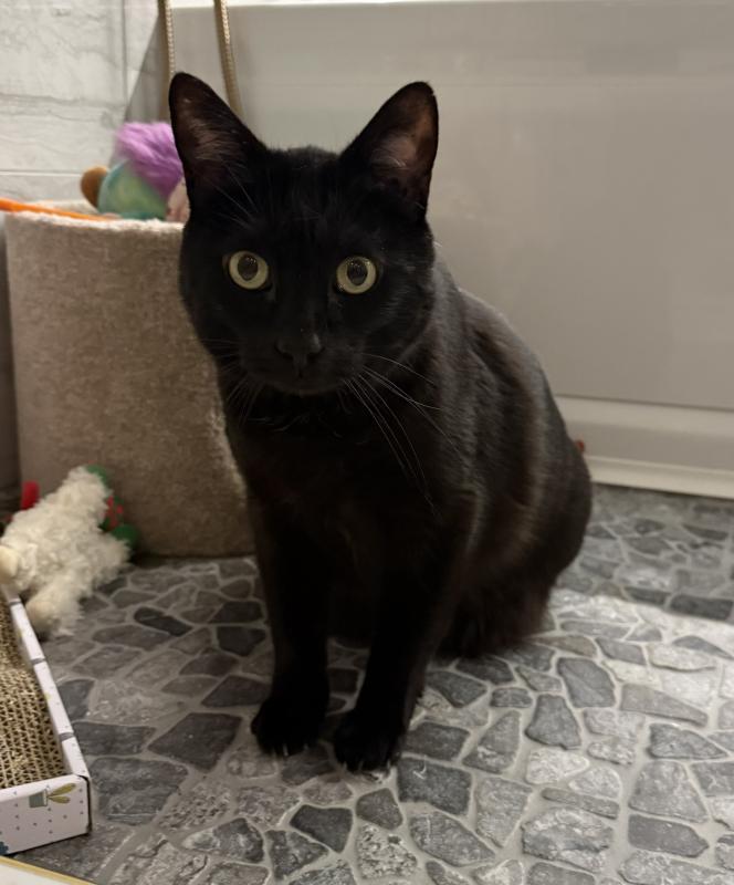 Enlarge Smoov, a Adoptable Domestic Short Hair in Sunnyvale, CA image 5/6