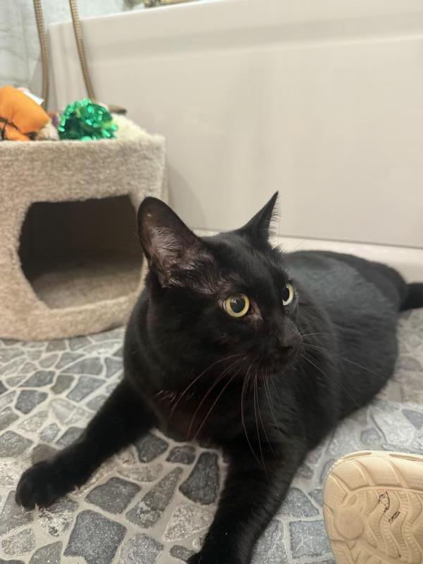 Enlarge Smoov, a Adoptable Domestic Short Hair in Sunnyvale, CA image 6/6