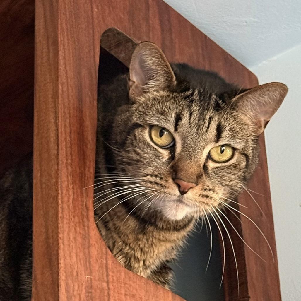 Gretyl, Adoptable, Adult Female Domestic Short Hair.