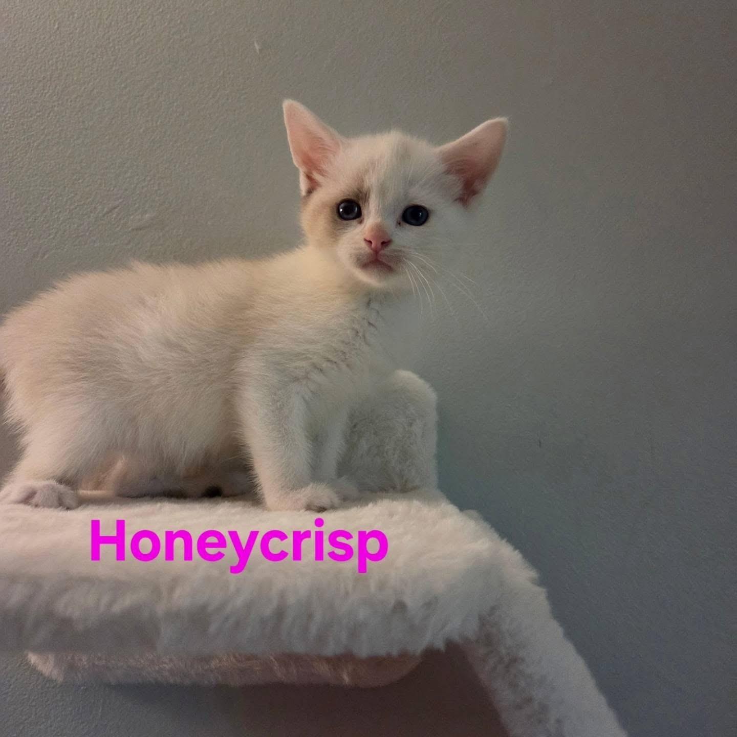 Honeycrisp, ADOPTABLE, Kitten Female Siamese.