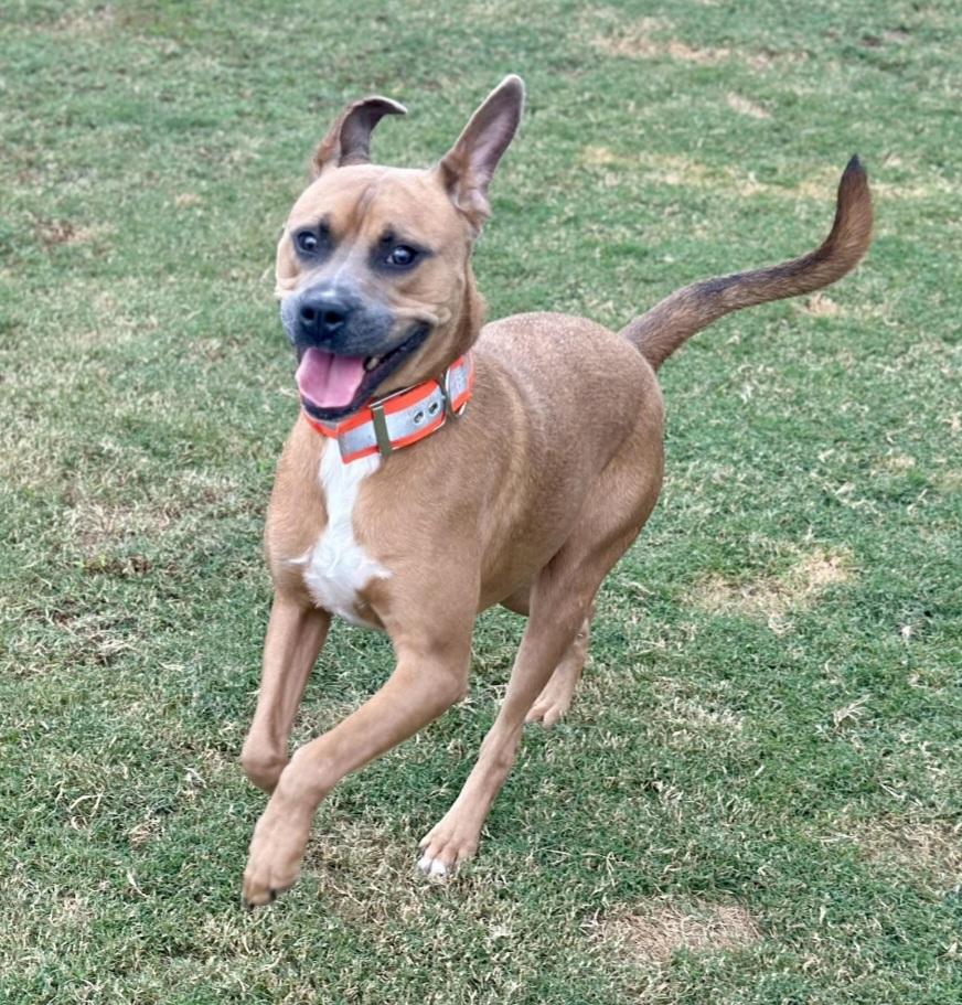 Ben, Adoptable, Adult Male Boxer & Pit Bull Terrier.