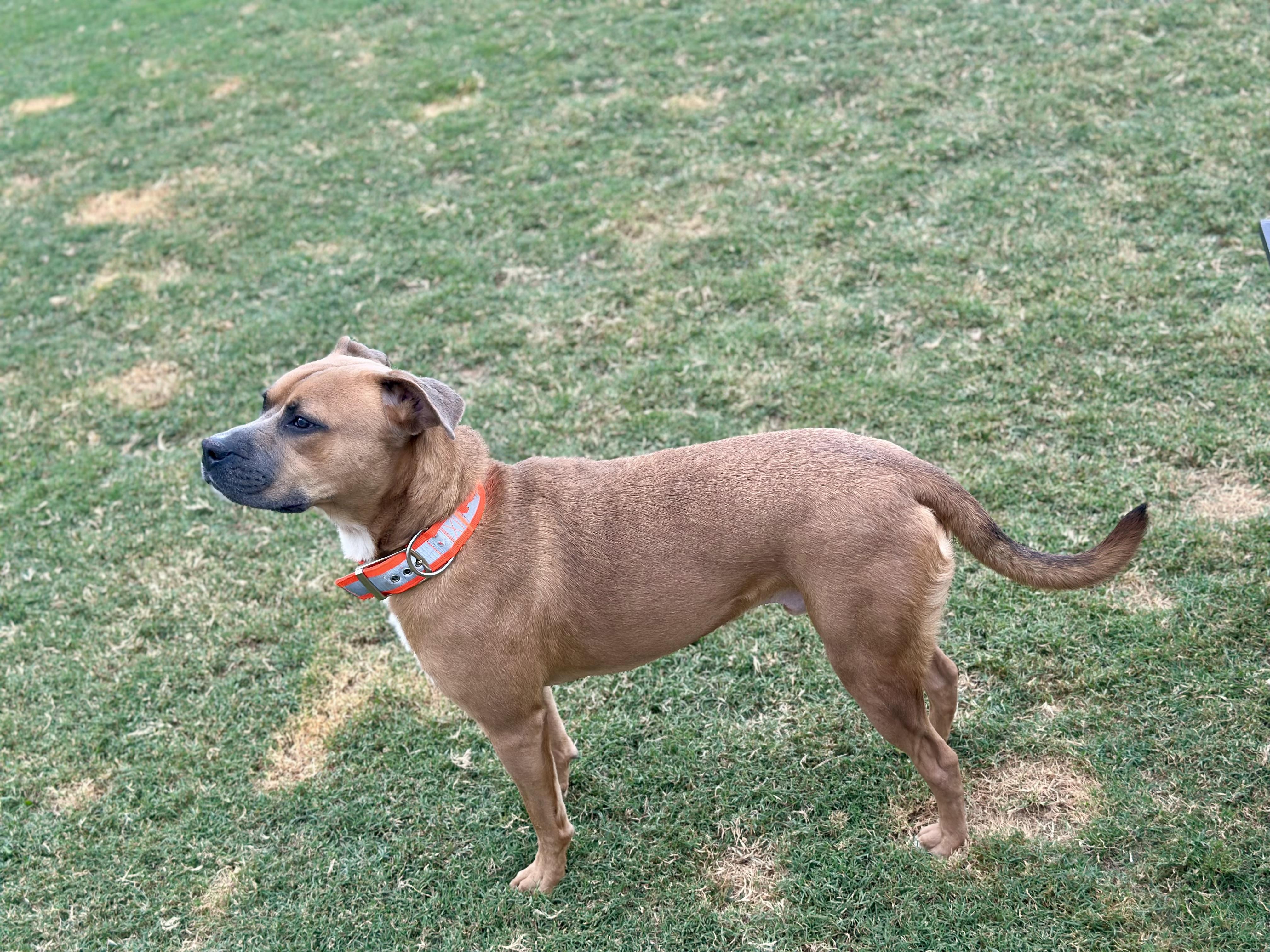 Enlarge Ben, a Adoptable mixed breed in Auburn, GA image 5/6