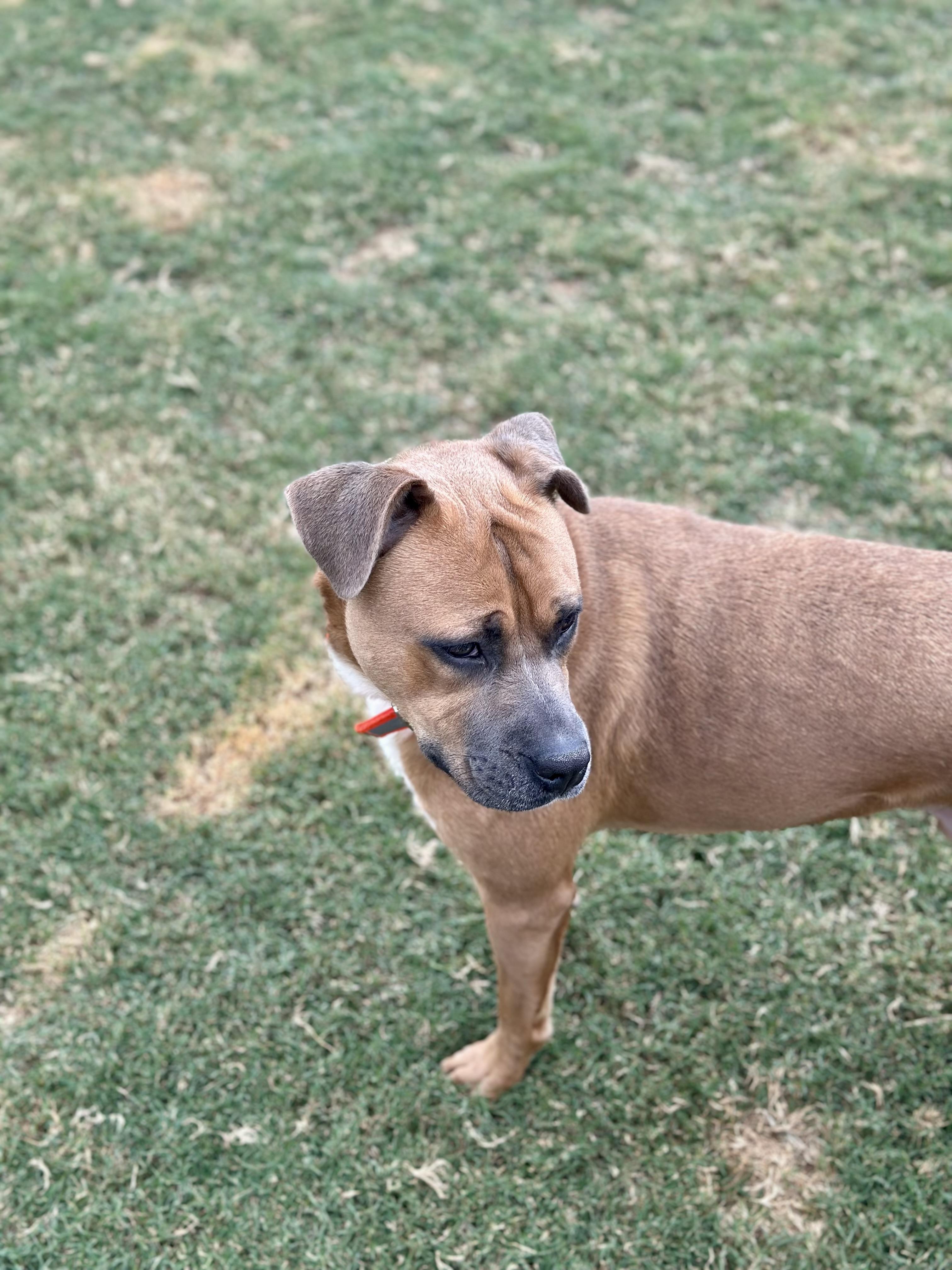 Enlarge Ben, a Adoptable mixed breed in Auburn, GA image 6/6