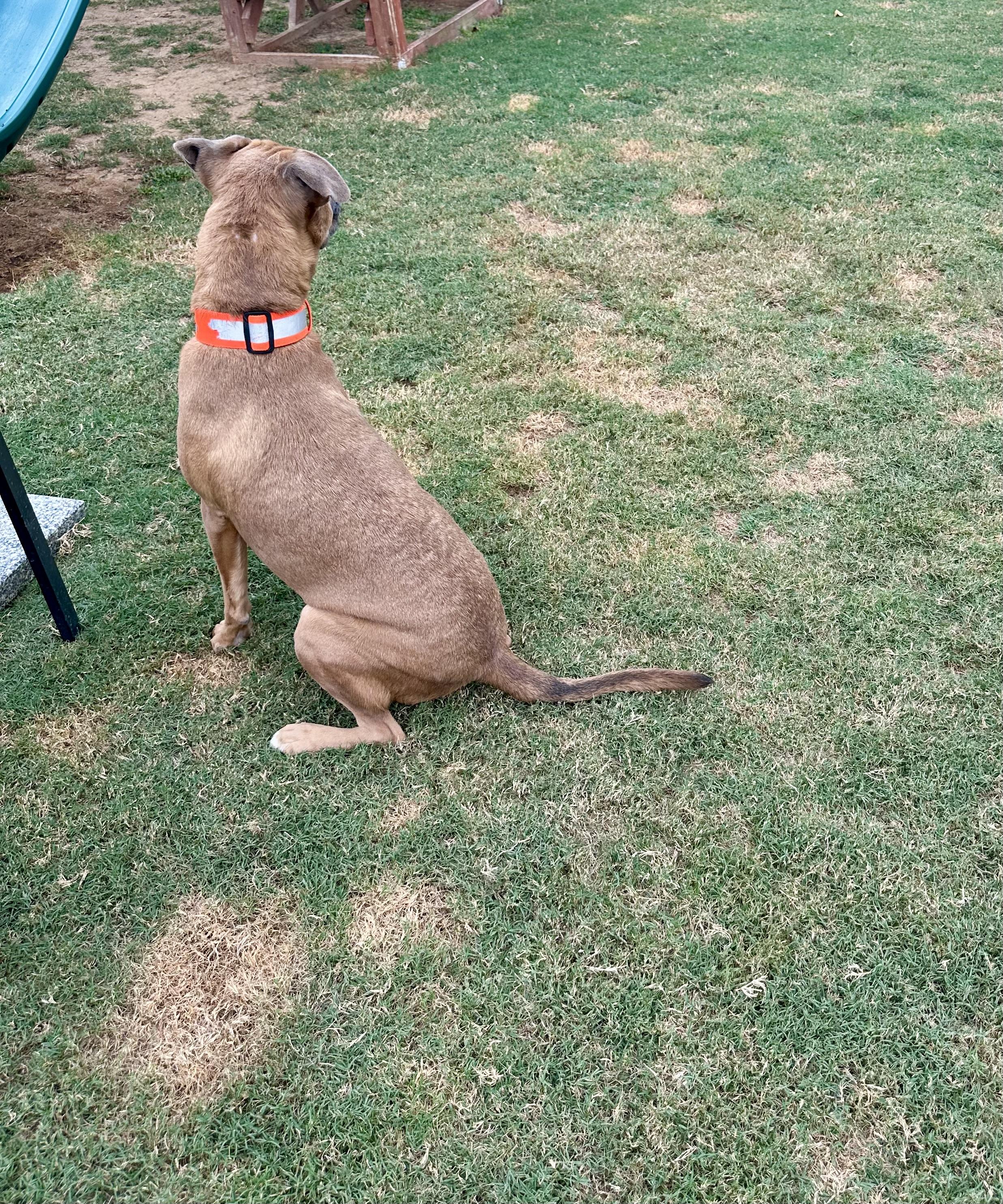 Enlarge Ben, a Adoptable mixed breed in Auburn, GA image 4/6