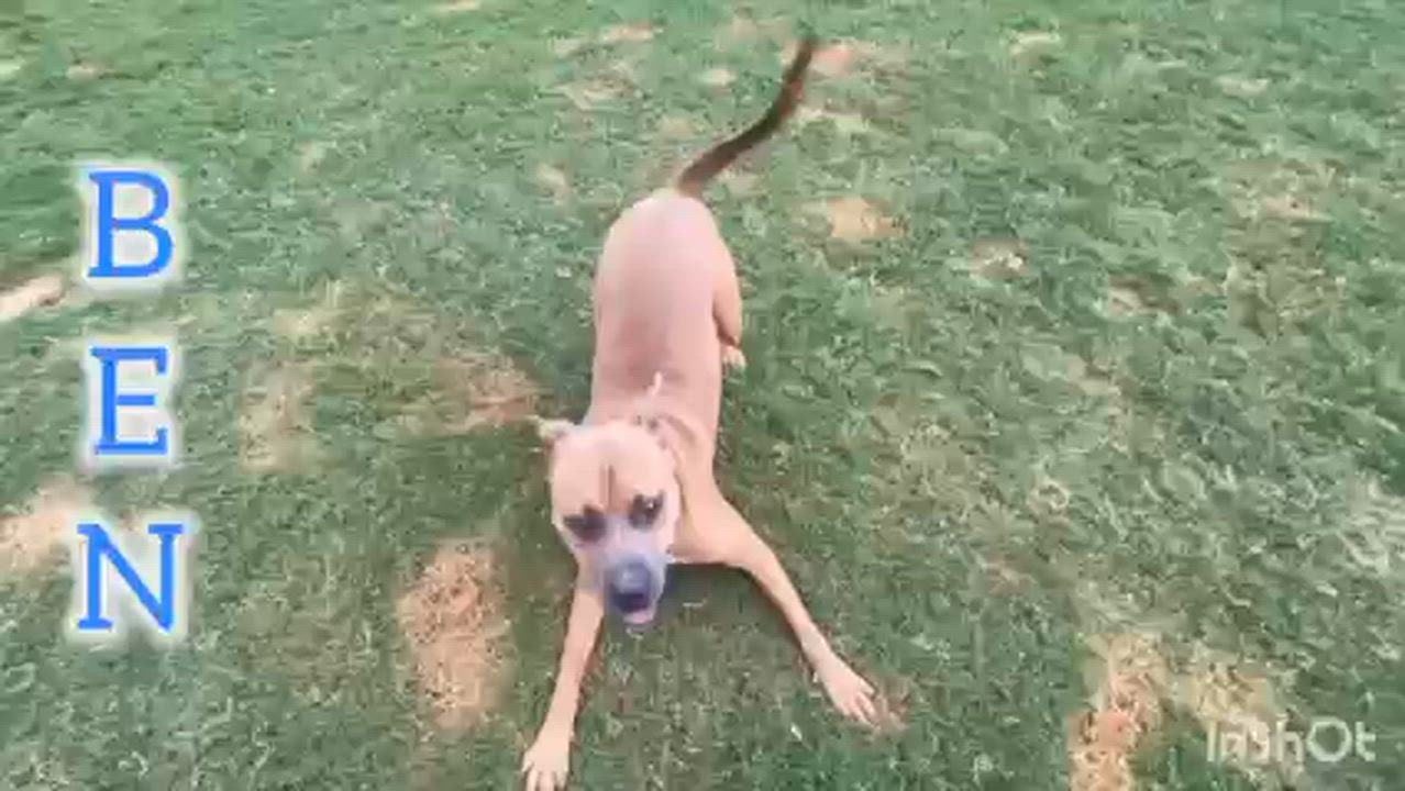 Enlarge Ben, a Adoptable mixed breed in Auburn, GA video 2/6