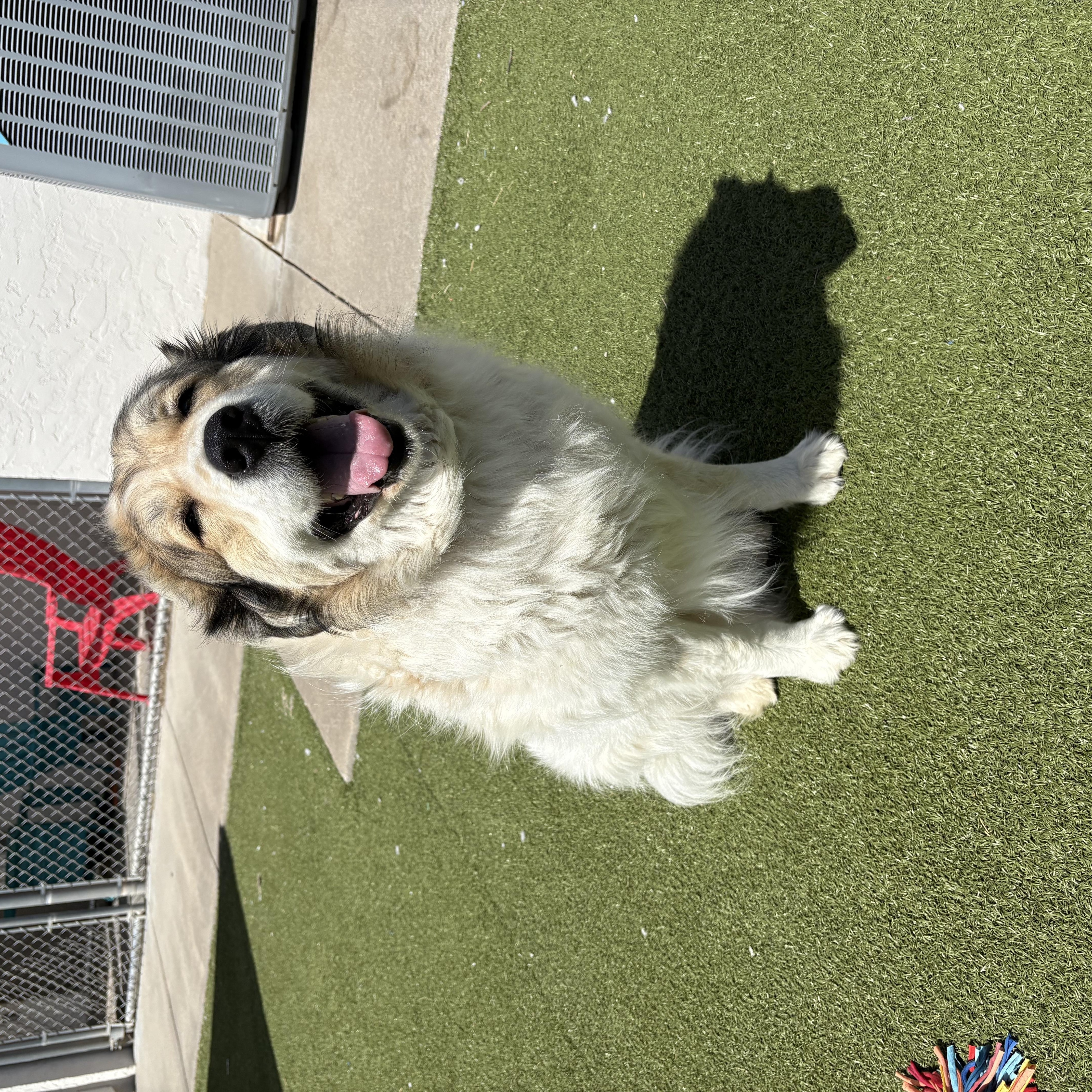 Enlarge Shiloh, an adopted mixed breed in Hays, KS image 3/6
