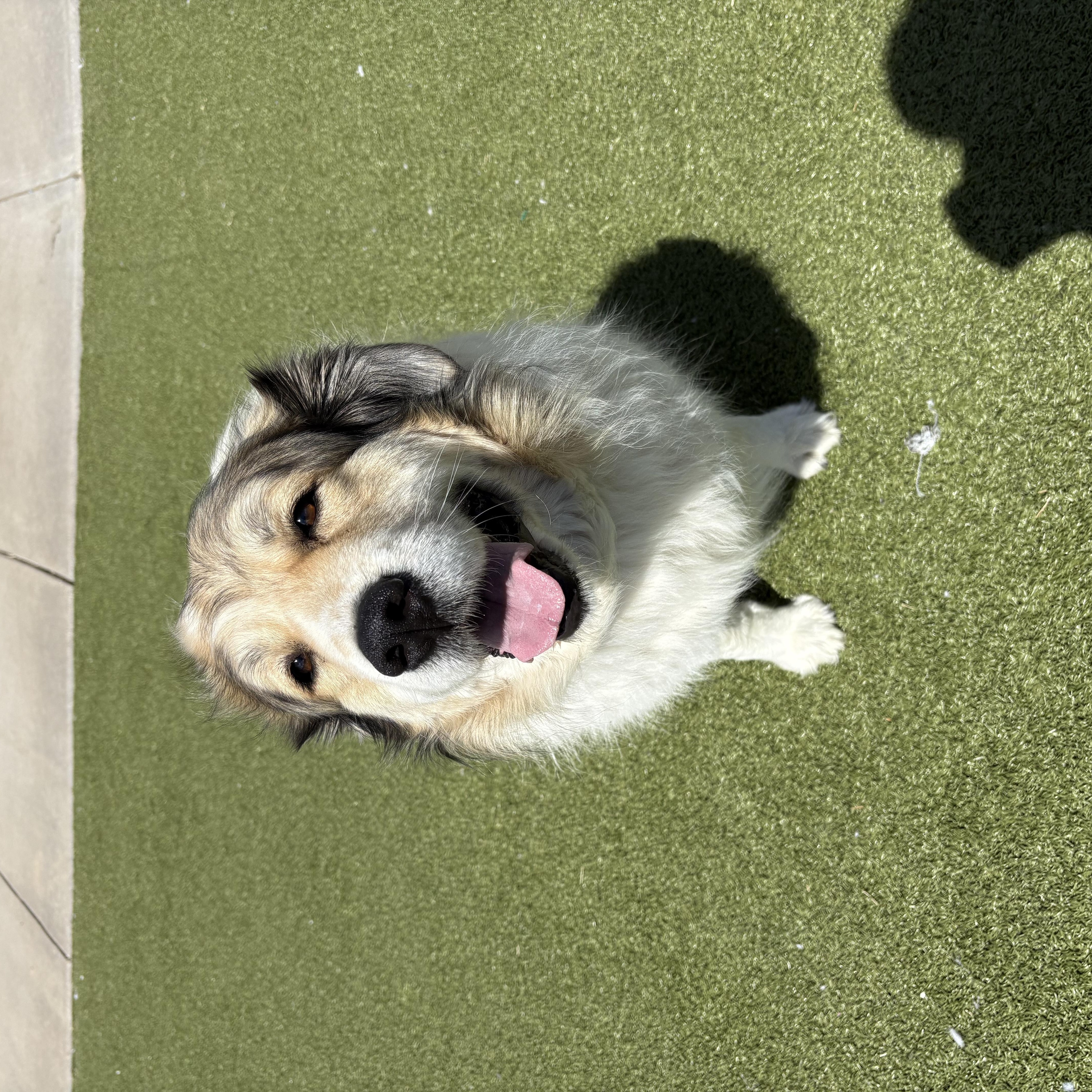 Enlarge Shiloh, an adopted mixed breed in Hays, KS image 6/6