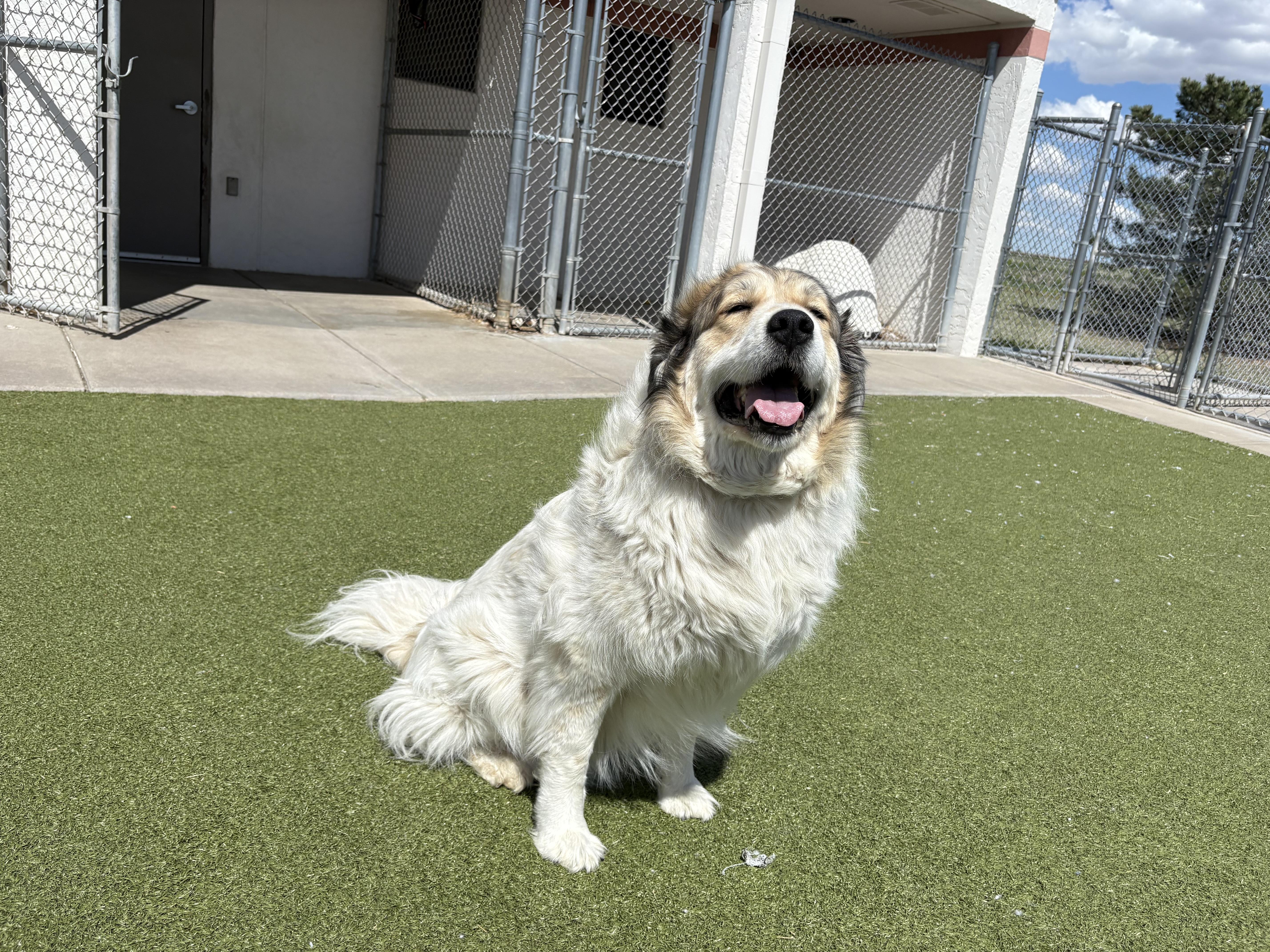 Enlarge Shiloh, an adopted mixed breed in Hays, KS image 5/6