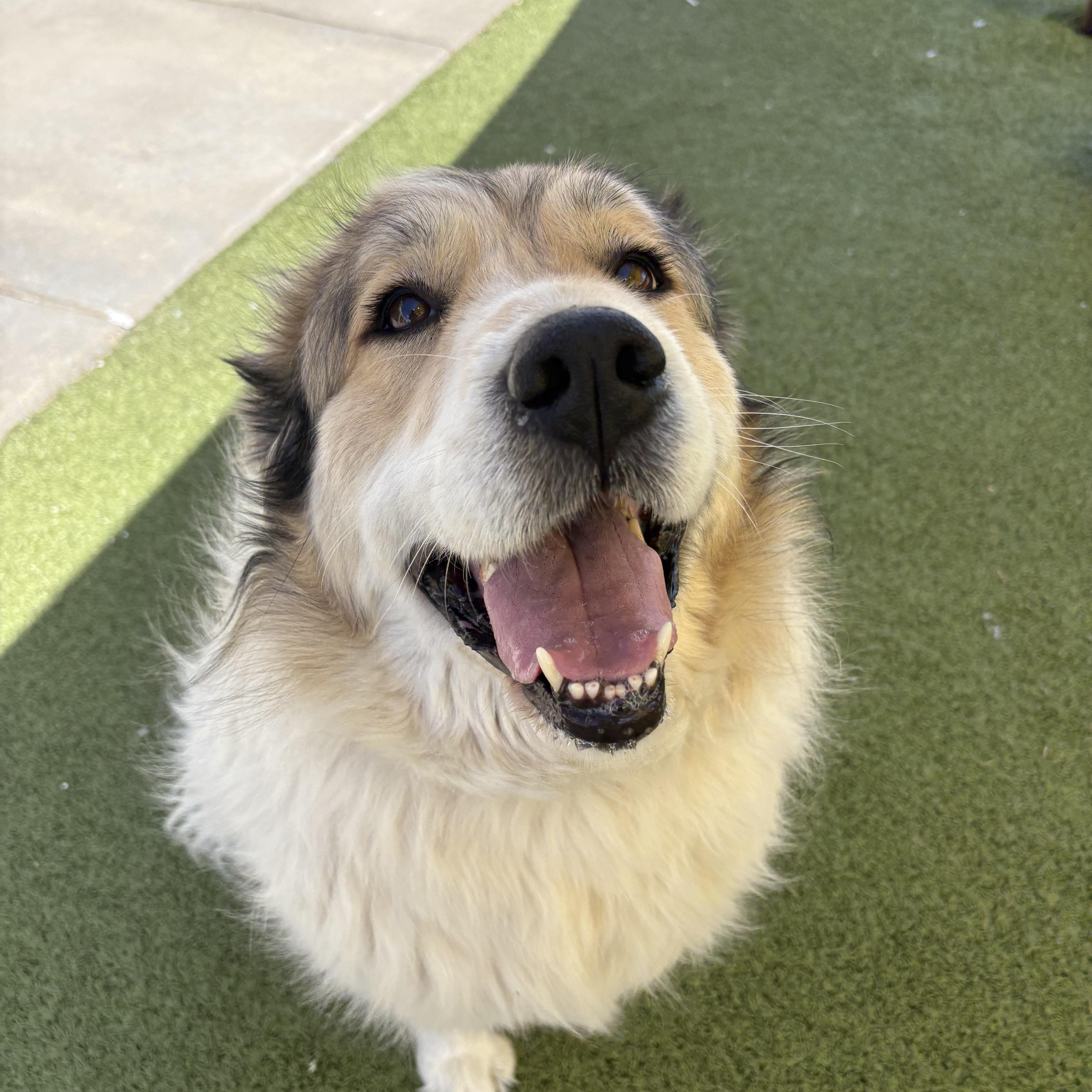 Enlarge Shiloh, an adopted mixed breed in Hays, KS image 2/6