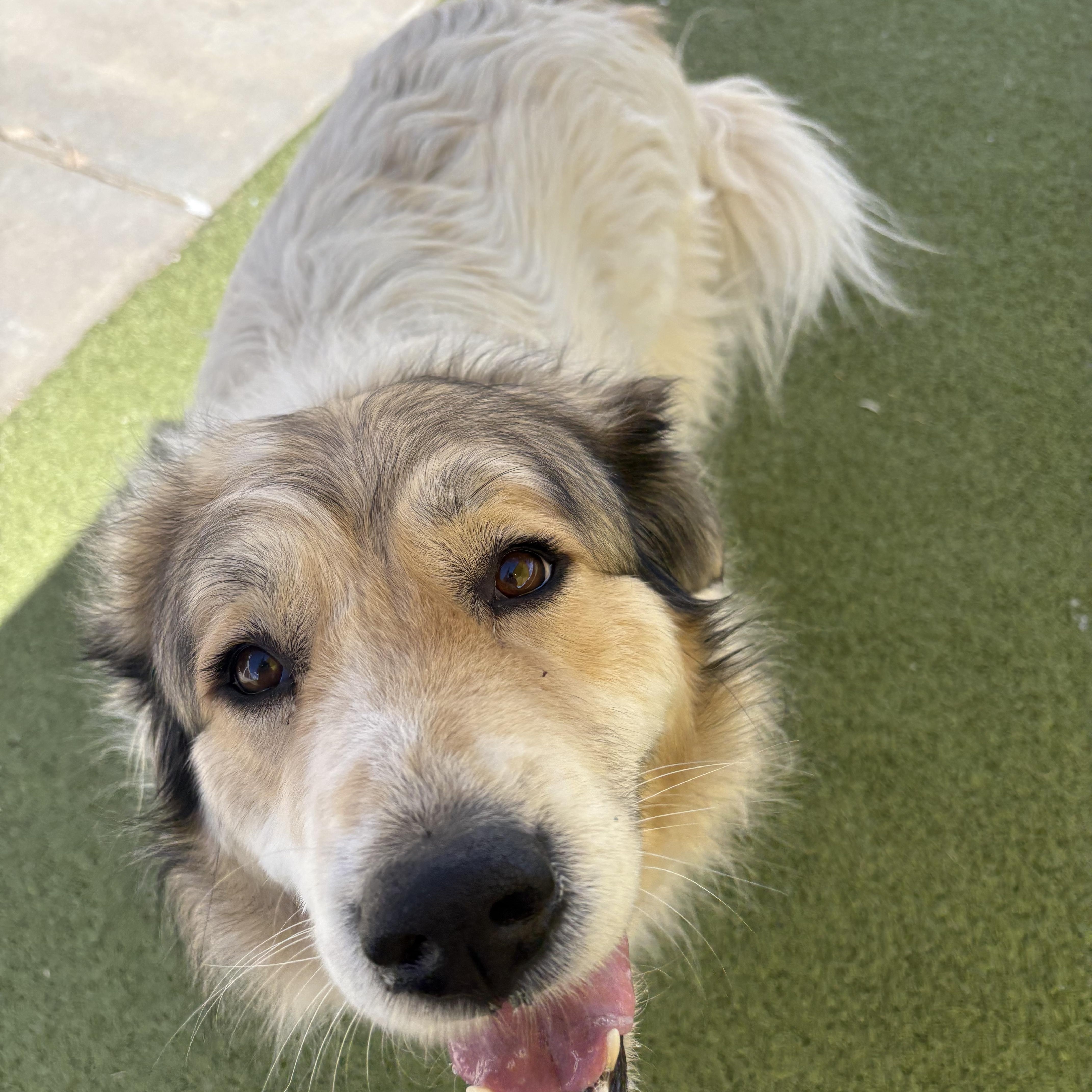 Enlarge Shiloh, an adopted mixed breed in Hays, KS image 4/6