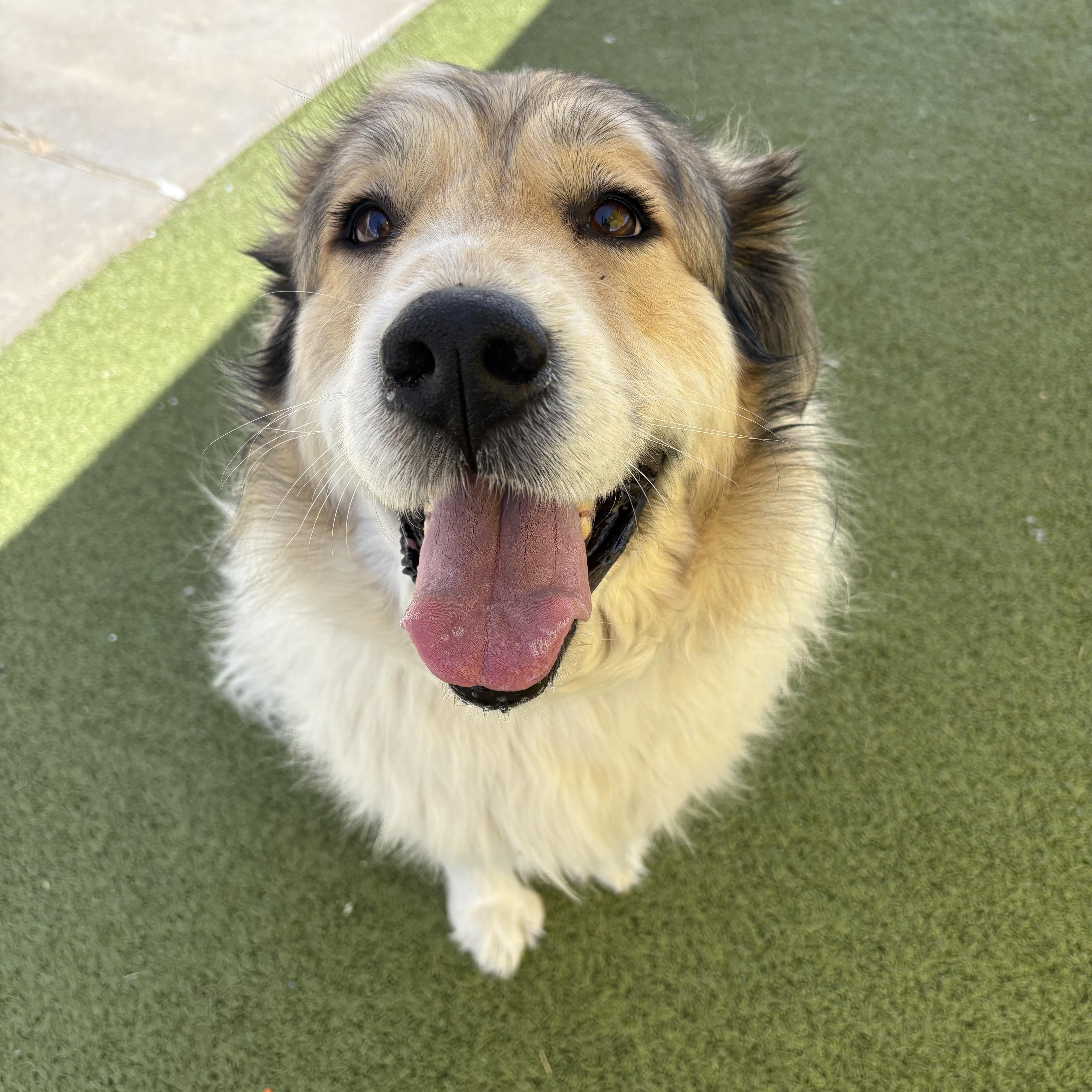 Enlarge Shiloh, an adopted mixed breed in Hays, KS image 1/6