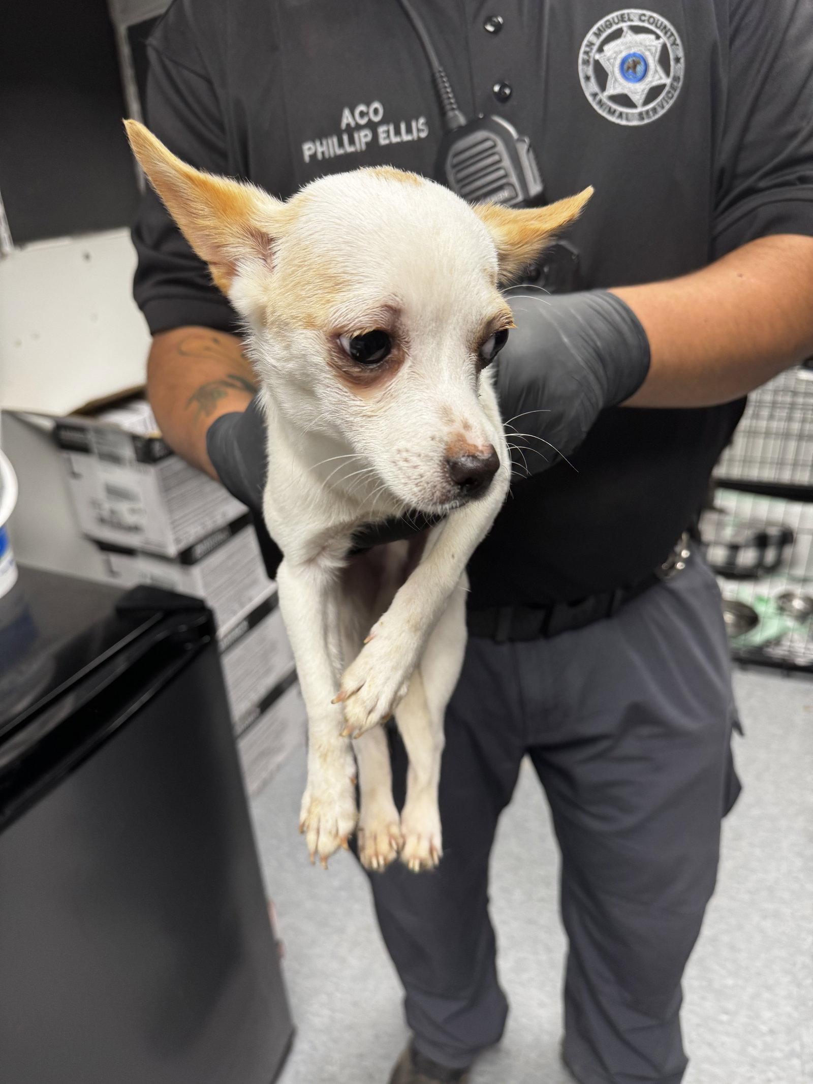 Crow, Adopted, Adult Male Chihuahua.