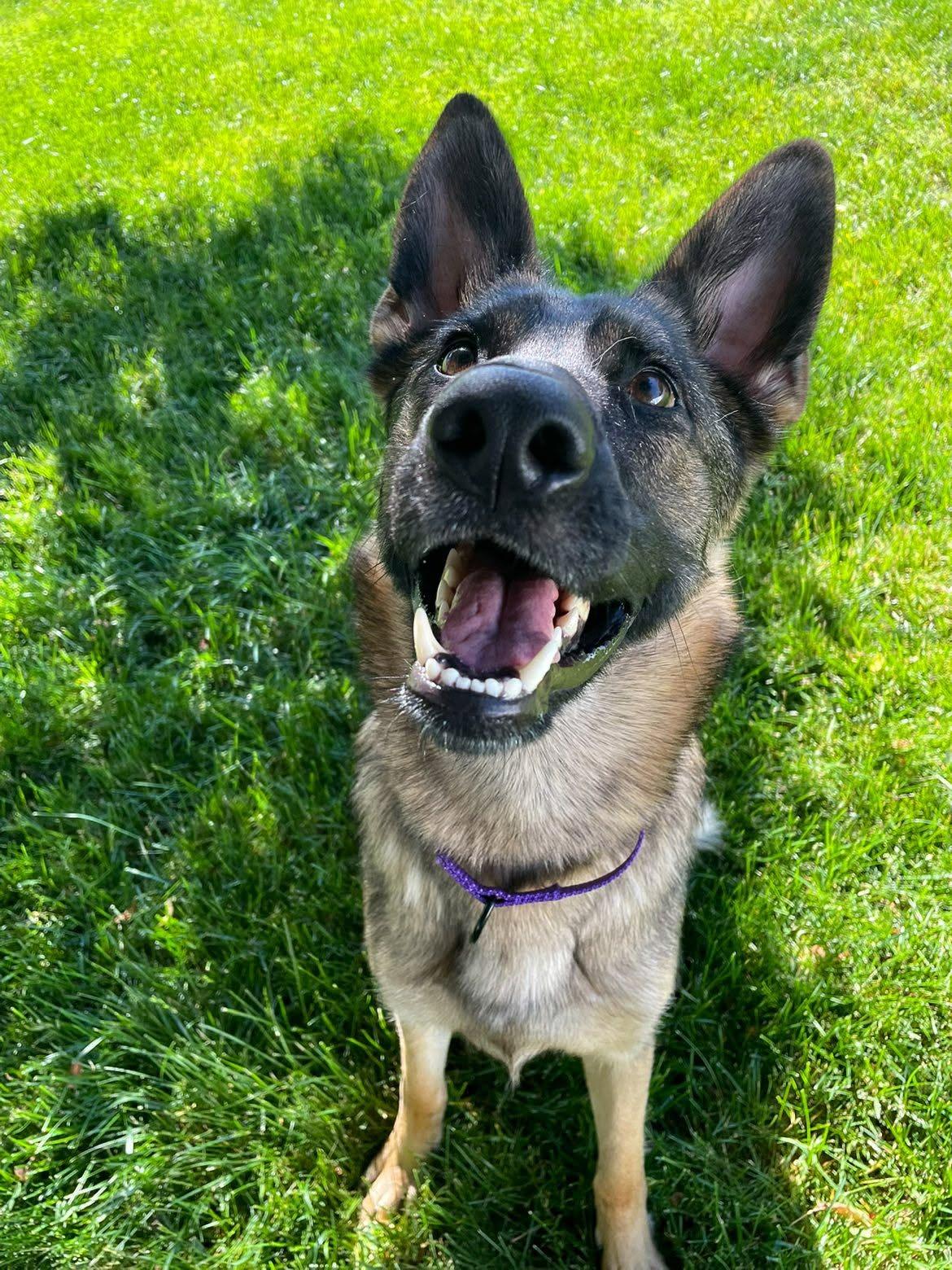 Scarlet Jean, an adopted German Shepherd Dog in Racine, WI image 3/3