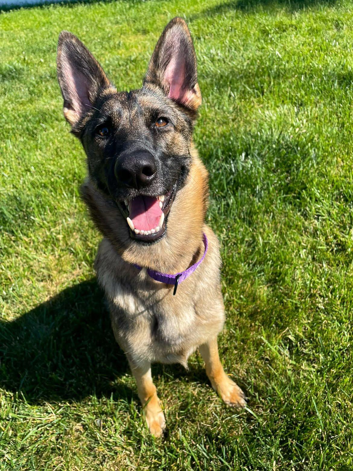 Scarlet Jean, an adopted German Shepherd Dog in Racine, WI image 1/3