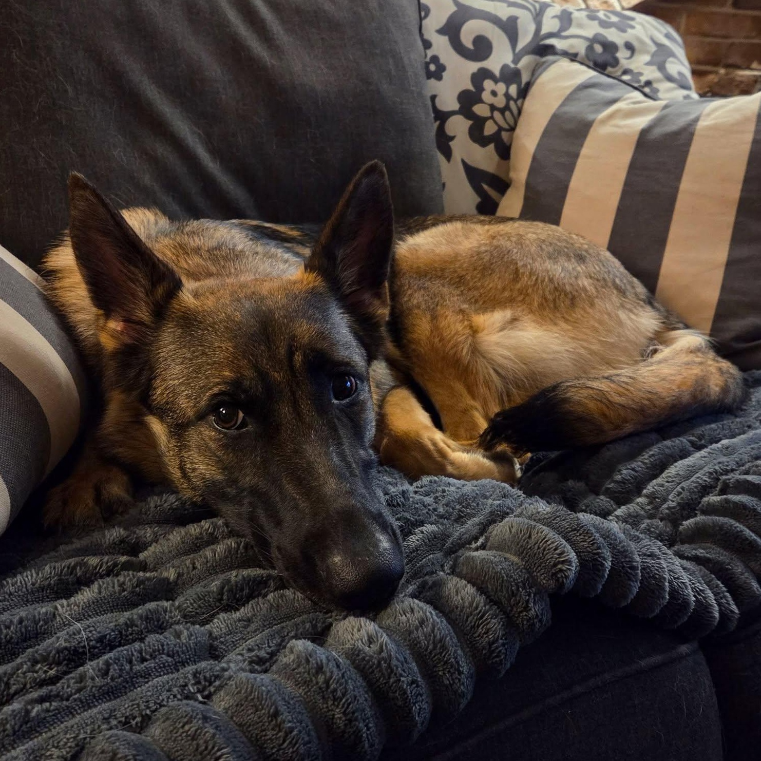 Scarlet Jean, an adopted German Shepherd Dog in Racine, WI image 2/3