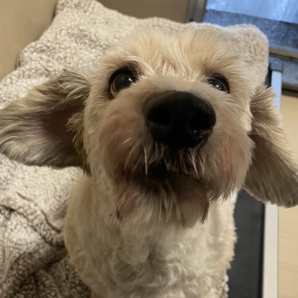Enlarge Molly, a Adoptable Bichon Frise in Henderson, NV image 1/1