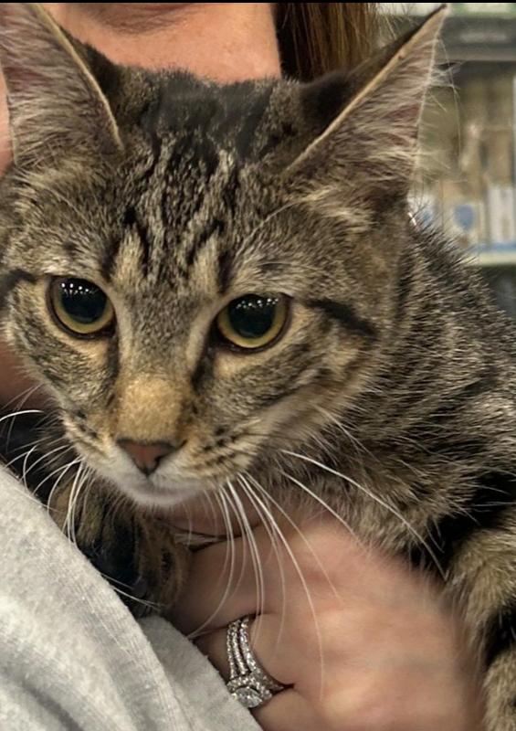 Shelby, Adoptable, Kitten Female Domestic Short Hair.