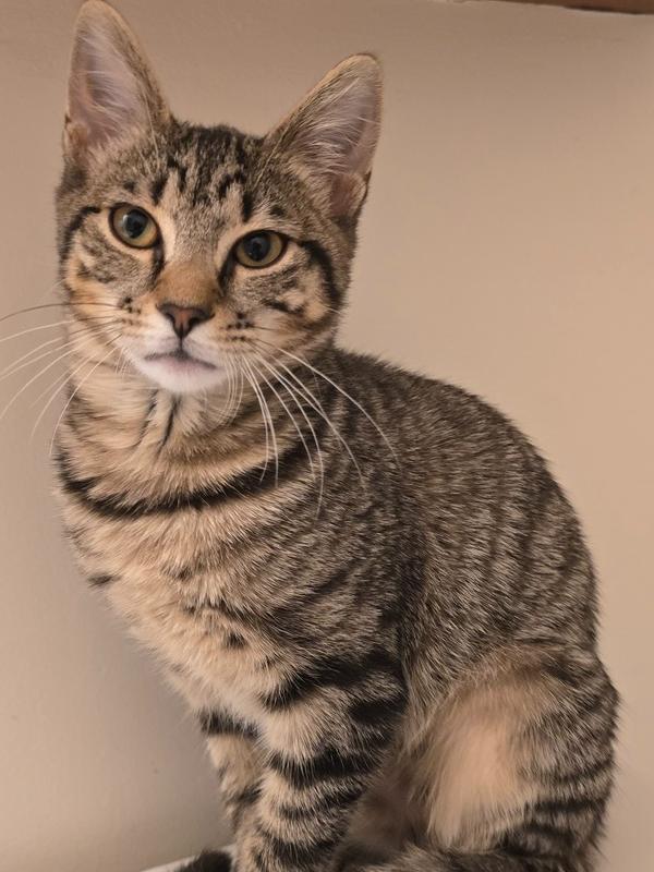Shelby, a Adoptable Domestic Short Hair in Pittstown, NJ image 2/4