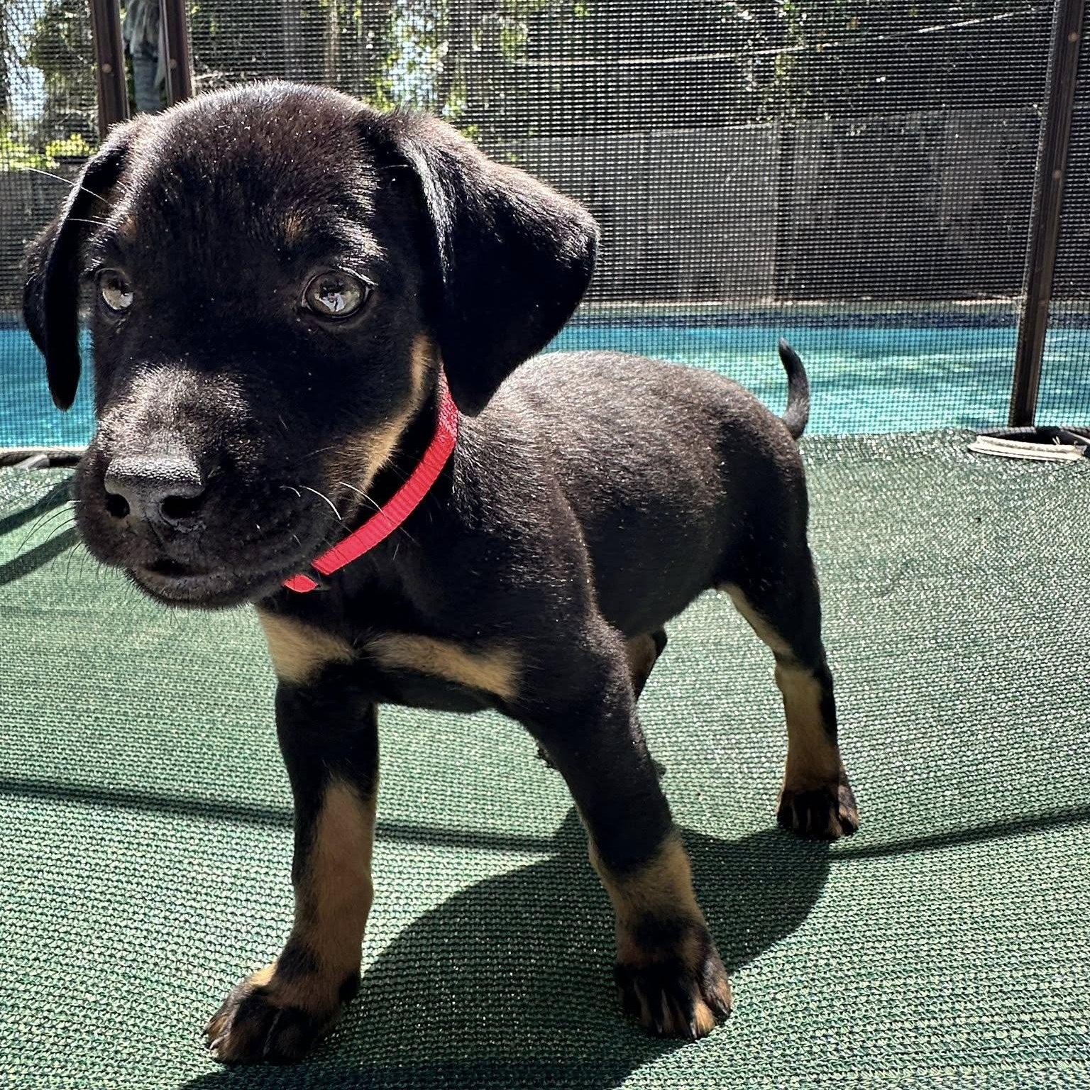 Venetia, adopted, Puppy Female Labrador Retriever & Shepherd.
