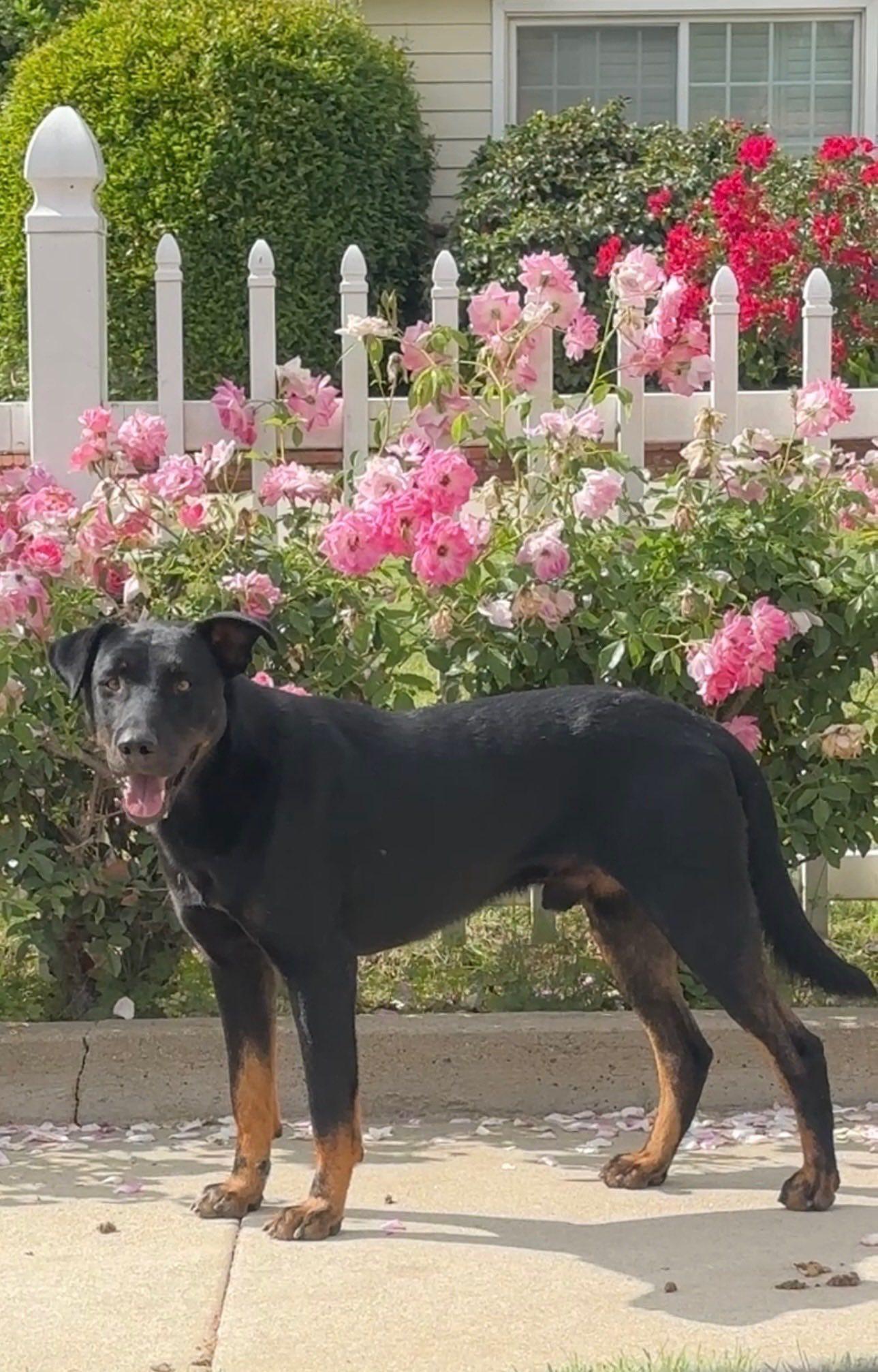 Enlarge Venetia, an adopted mixed breed in Agua Dulce, CA image 3/3