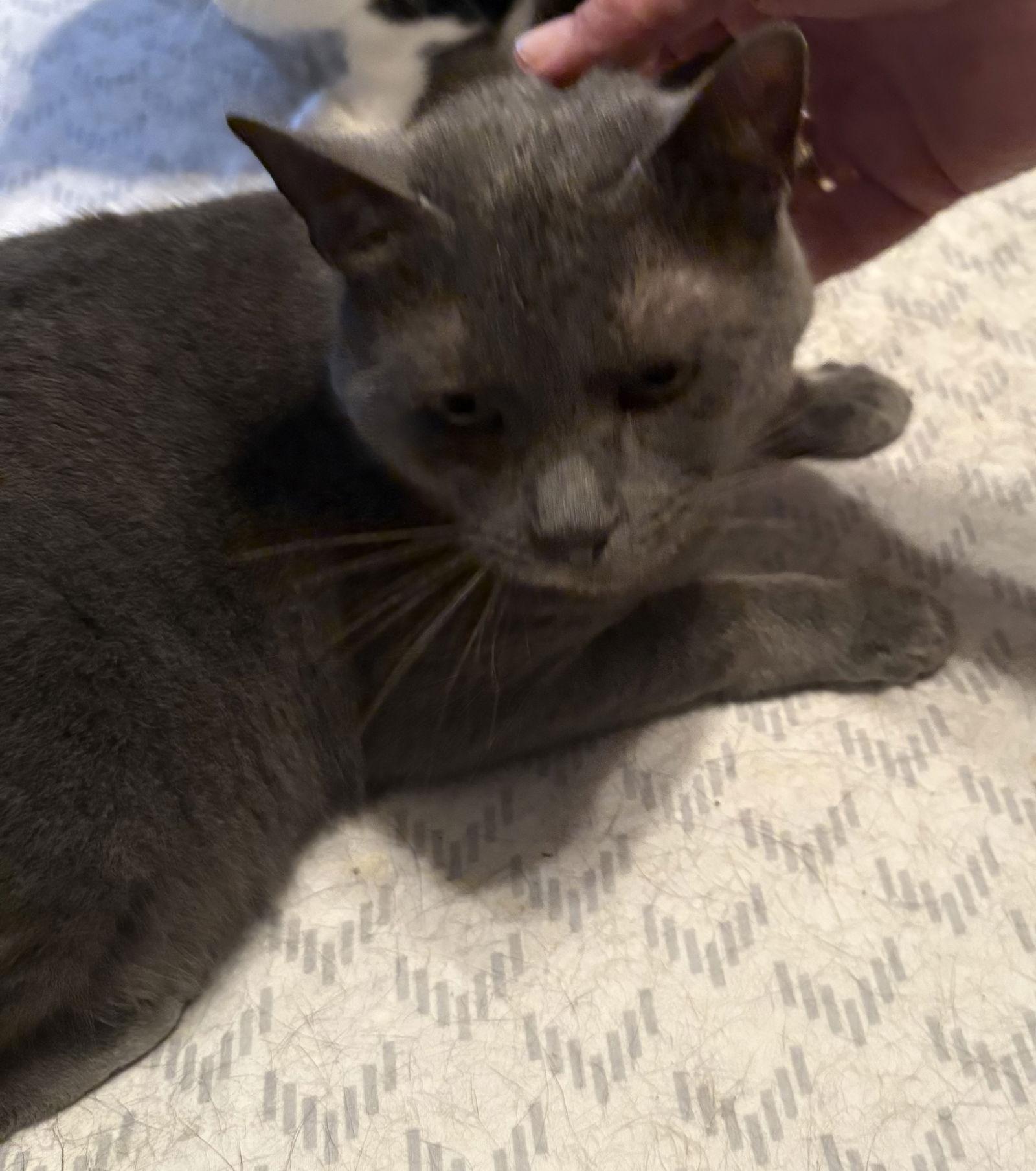 April Showers, Adoptable, Adult Female Domestic Short Hair & Russian Blue.